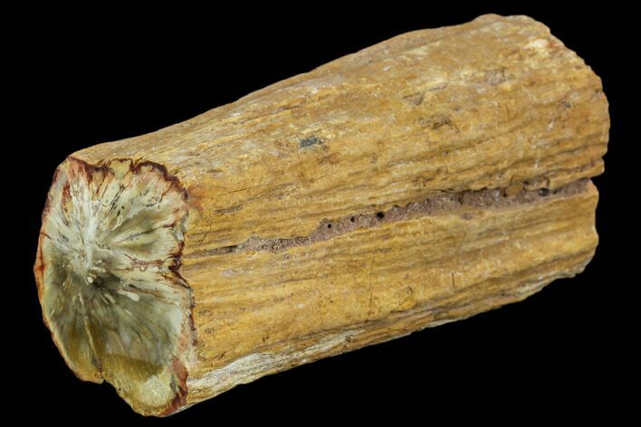 Polished Petrified Wood Limb - Madagascar #106649